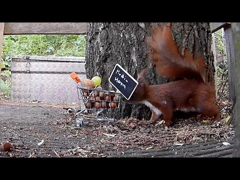 Muttihorn, die toughe Hamburger Eichhörnchen-Buffetfräse