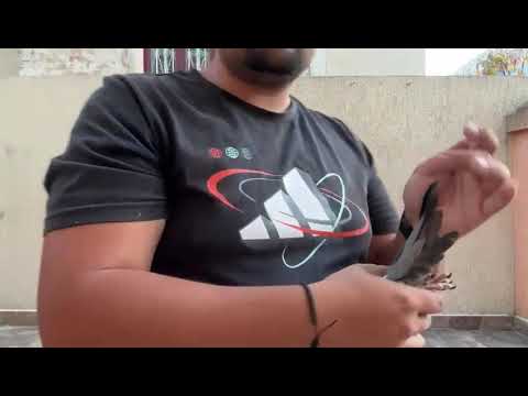 24677 - 24 RO orig. Olteanu Cosmin