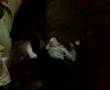 Pelea De Frikis Monsters