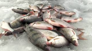 Рыбалка зимняя на горьковском море