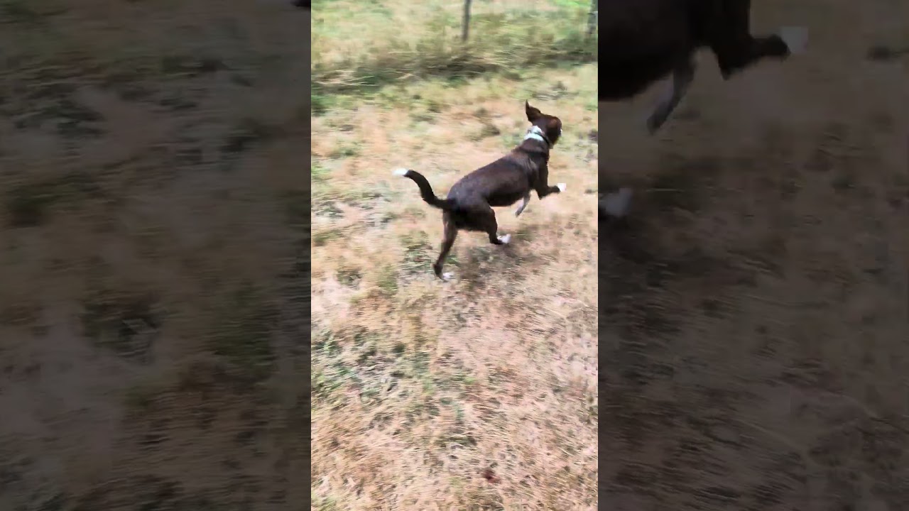 Enlarge Scout, an adopted mixed breed in Olympia, WA video 6/6