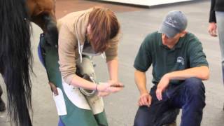 preview picture of video 'Equine Rehabilitation Center | Farriering Workshop'