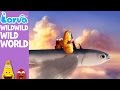 Official Wild Wild Wild World Mini Series From Animation LARVA