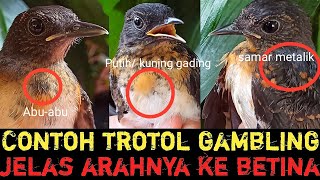 Download lagu WHY ARE YOU FOOLED? THIS IS AN EXAMPLE OF TROTOL GAMBLING WHICH IS CLEARLY DIRECTED TOWARDS FEMAL... mp3