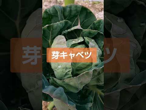 園芸 芽キャベツ