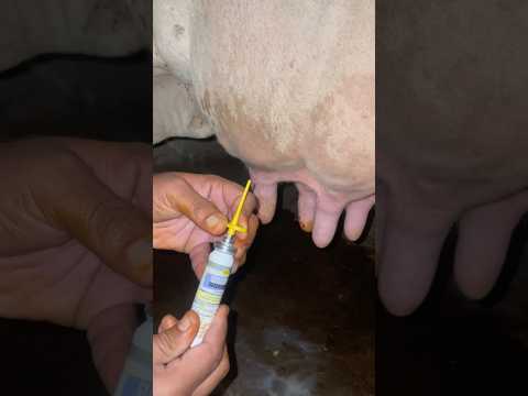 Mastitis treatment | udder infection | #animaldisease #cow #veterinarymedicine #cattledisease #vet