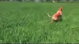 The Happiest Dog Ever Jumps Like a Kangaroo - Animals Video