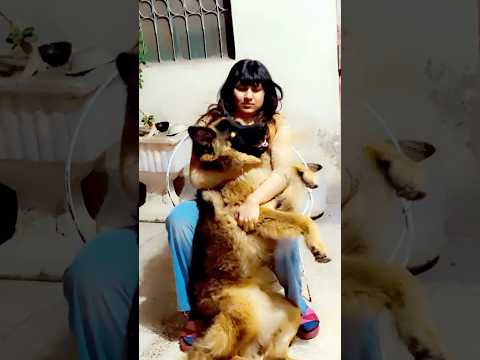 My buddy my love #germanshepherd #doglover #ytshorts #petlover #viralcontent #buddy #love #shorts