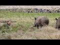 Rhinos Don T Care About The Lion King