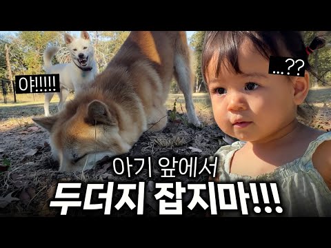 아기 앞에서 땅 파다가 와이프에게 제대로 혼나는 진돗개 왕자