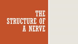 The Structure of a Nerve