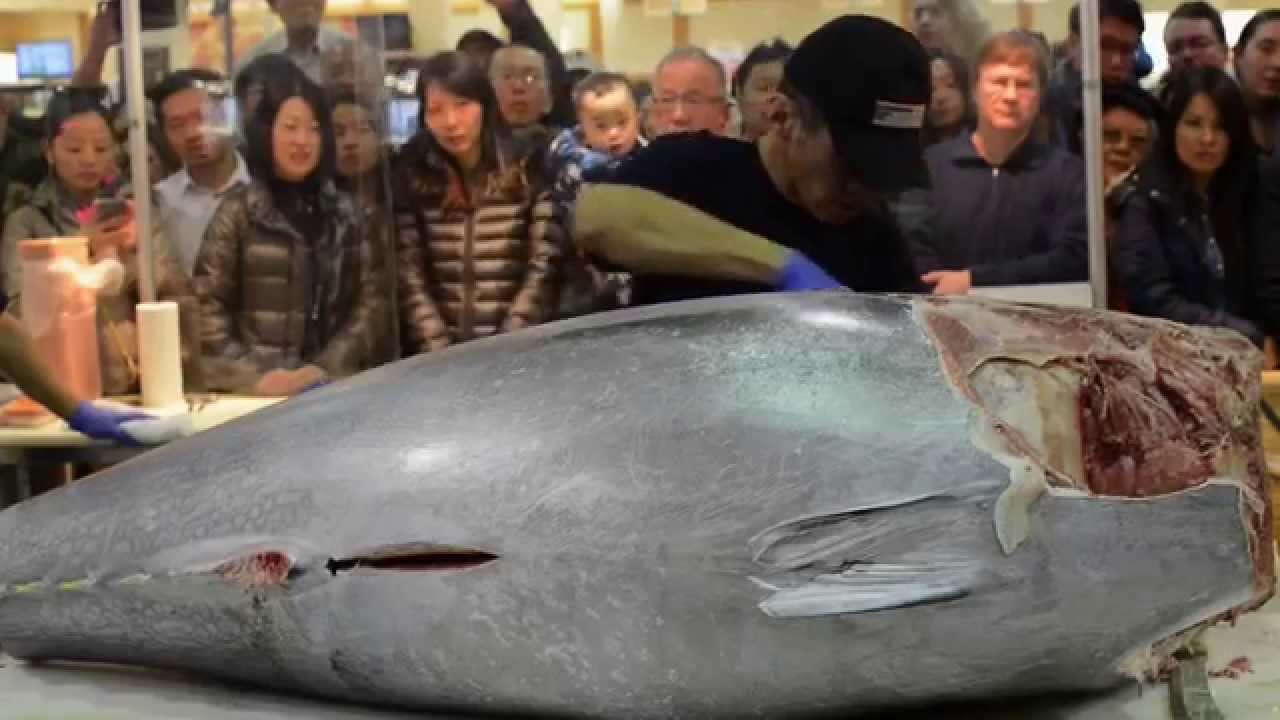 $10,000 Knife Cuts Bluefin Tuna like Butter Part 2
