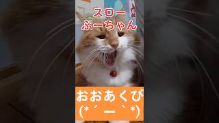 【ノルウェージャンフォレストキャットを飼う前に見る動画】＃shorts #可愛い #cat #元気になる動画 #猫のいる暮らし #いい言葉 #猫好きさんと繋がりたい #元気お届け ＃可愛い＃保護猫