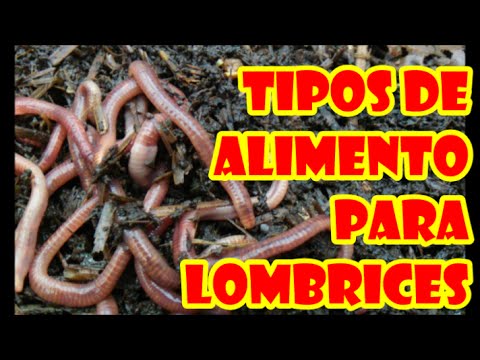 Donde dar la sangre a los anticuerpos a las lamblias At a ag las lamblias