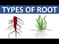 TYPES OF ROOT TAPROOT AND FIBROUS ROOT DIFFERENCE BETWEEN TAPROOT AND FIBROUS ROOT SCIENCE