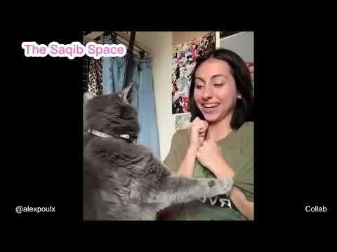 Cats Are Just Too Funny