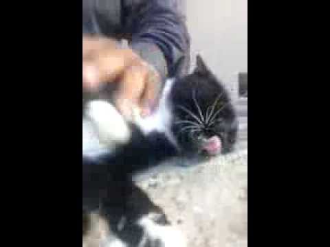 los gatitos mas graciosos del mundo en tampico