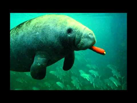 Piano Overlord - Electric Manatee (Diplo remix)