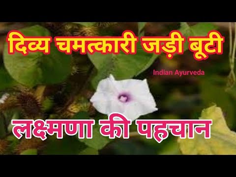 लक्ष्मणा की पहचान | लक्ष्मणा का पौधा | लक्ष्मणा बूटी का पौधा|lakshman kee pahachaan Ipomoea sepiaria Video