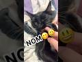 Don T Bite Your Friends ️ Cat Cute Funny Fyp Shorts Trending