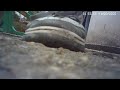 Candid Cam Trample Crushed On Sidewalk