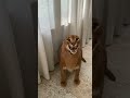 Angry Floppy Ears