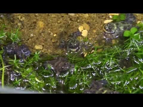 Bombina kolombaovici & Bombina scabra - JULIAN & GREEK YELLOW BELLIED TOADS