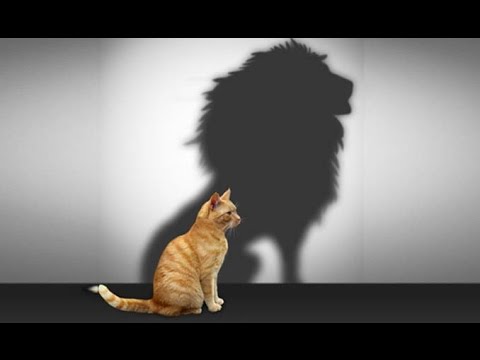 download lagu mp3 mp4 Confidence Tips Quotes, download lagu Confidence Tips Quotes gratis, unduh video klip Confidence Tips Quotes