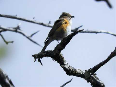 Modravec červenoboký (Tarsiger cyanurus) — video o speve a chove