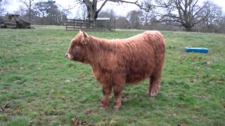 preview picture of video 'Highland Calf Scone Palace Perth Perthshire Scotland'