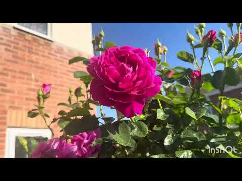 Most blommer David Austin roses review in my garden 2025