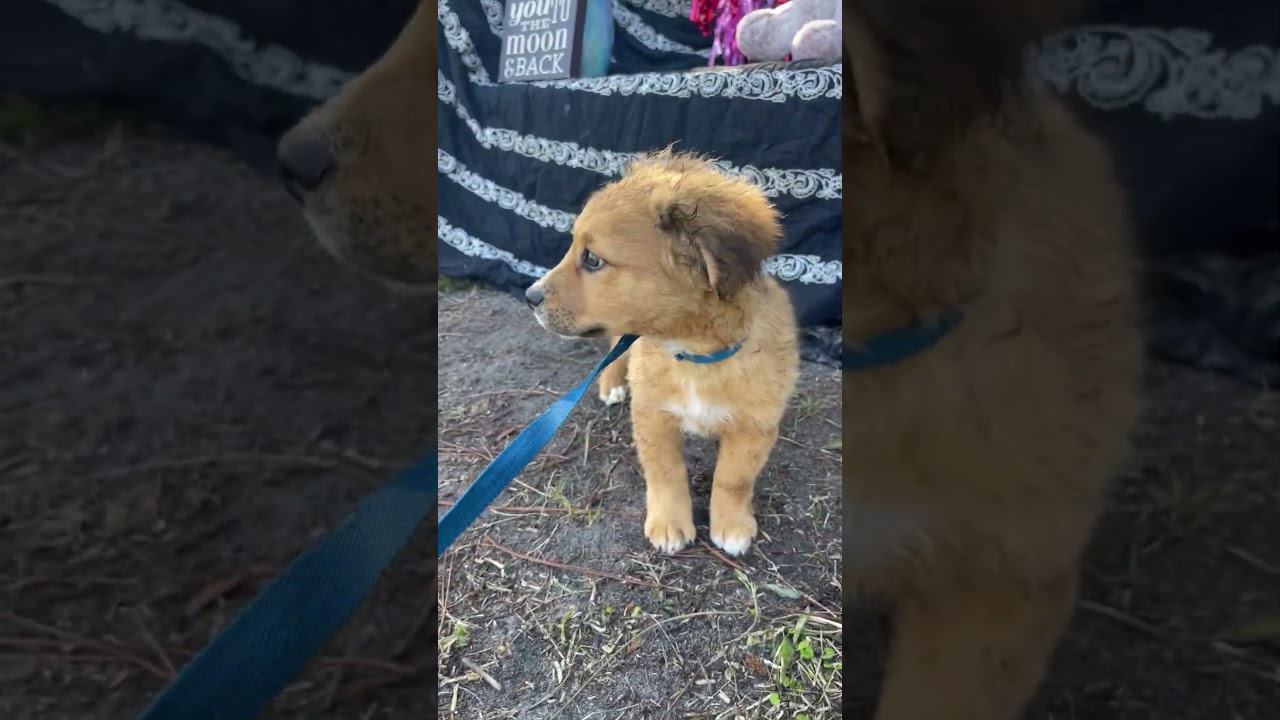 Chalupa, an adopted mixed breed in Sebring, FL video 6/6