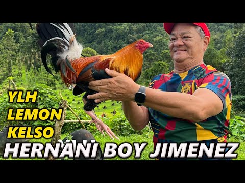 Yellow Leg Hatch White Kelso - Bj Lunao Farm