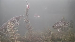 Ice Fishing NORTHERN PIKE with MEPPS SPINNER? (Awesome Underwater Footage)