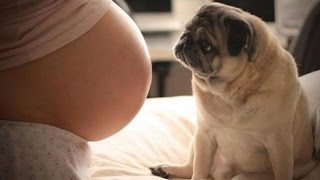 Dogs Protecting Pregnant Women Videos Compilation 2017 - Dog Loves Babies in the womb
