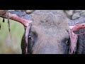 Monster Bull Moose Strips Velvet 2021 Wildlife Photography Jackson Hole Grand Teton Park Yellowstone
