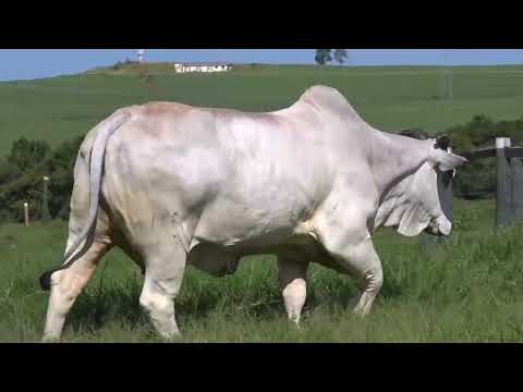 ELEN FIV DA FAZ.VITORIA - ASPIRAÇÃO