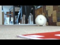 The Rabbit Can Fly