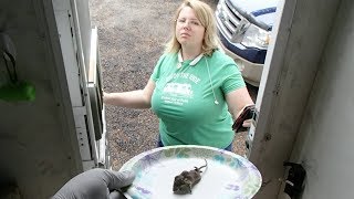 How to Remove a DEAD MOUSE from a RV Furnace
