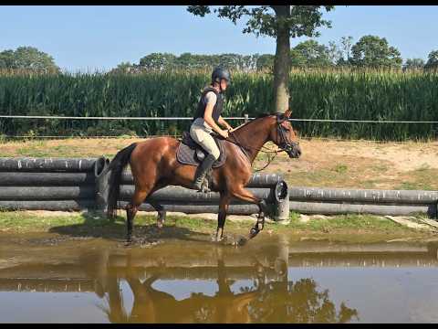 Verdi's Chilli Pepper ☆ (CHILLAX WILLI VAN'T HUKA x QUORUM DE LAUBRY) - Video 2 video thumbnail