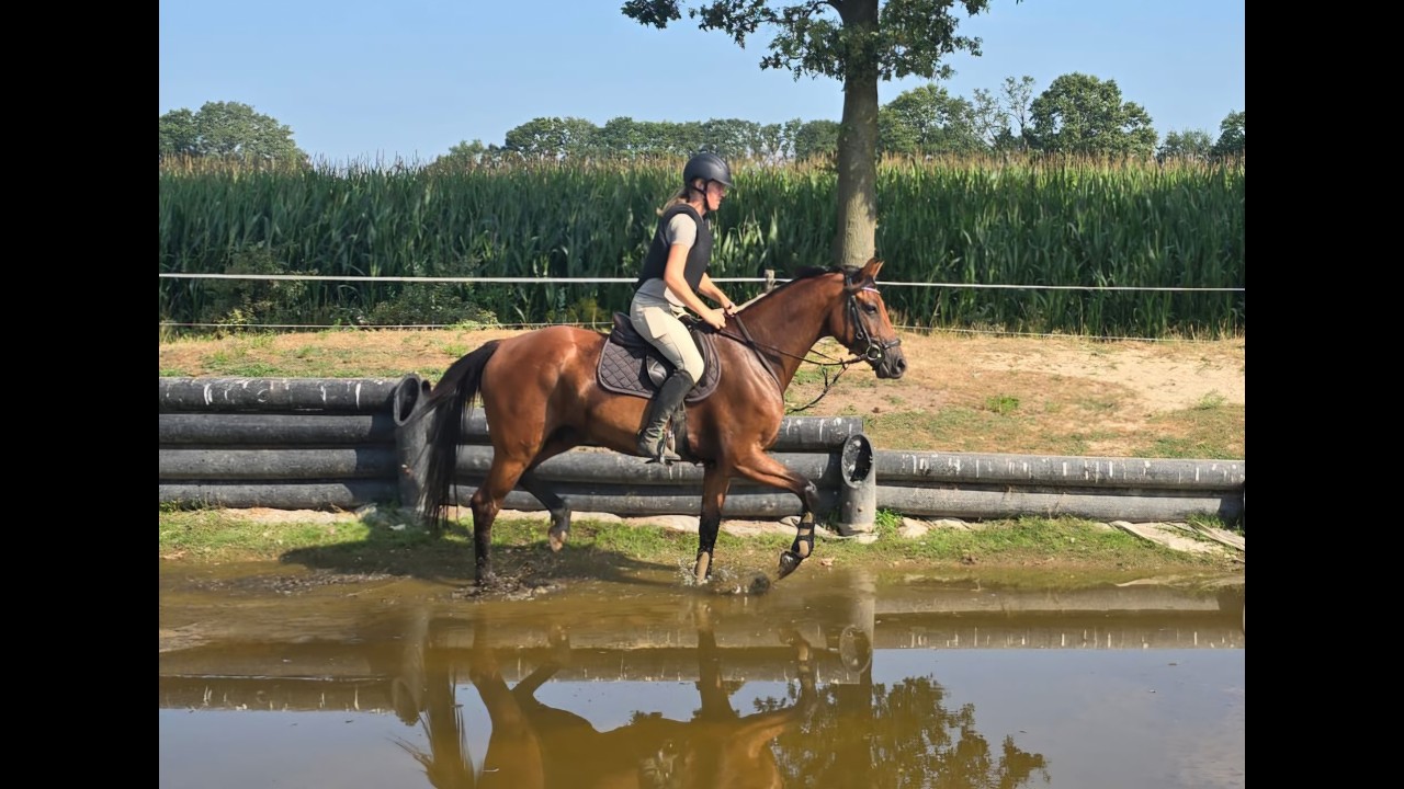 Verdi's Chilli Pepper ☆ (CHILLAX WILLI VAN'T HUKA x QUORUM DE LAUBRY) video 1