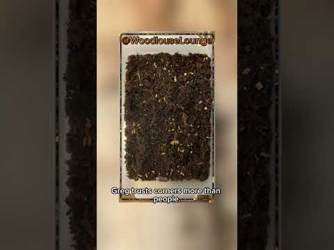 Funny Isopod Short - Mapping the Box #isopods #armadillidium #woodlouselounge