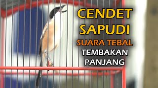 Download lagu CENDET SAPUDI GACOR NEMBAK PANJANG mp3