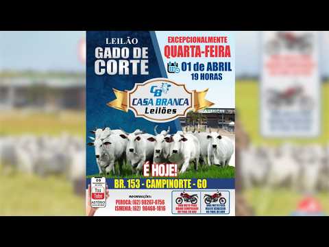 LEILÃO GADO DE CORTE CASA BRANCA LEILÕES - CAMPINORTE - GO 01/04/ 2026