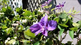 Gloria&#39;s Story: A Surprise for Lily