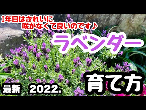 ラベンダーの植え付け:これに注意する必要があります 植物
