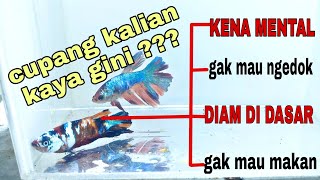 Download lagu HATI-HATI KEMATIAN...! IKAN CUPANG DIAM DI DASAR TERUS (GAK MAU MAKAN, GAK MAU NGEDOK, KENA MENTAL) mp3 Download lagu HATI-HATI KEMATIAN...! IKAN CUPANG DIAM DI DASAR TERUS (GAK MAU MAKAN, GAK MAU NGEDOK, KENA MENTAL) mp3