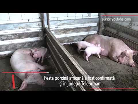 Stiri Mediafax 17 Octombrie - Pesta porcină africană a ajuns și în județul Teleorman