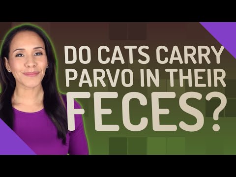 Do cats carry parvo in their feces?