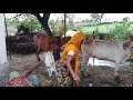 आज शाम के समय बारिश में निकाला दुध Cow Milking